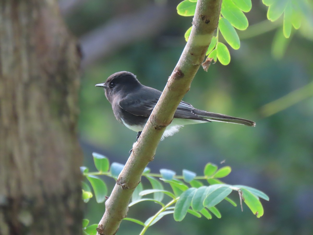 Black Phoebe - Donna Bray