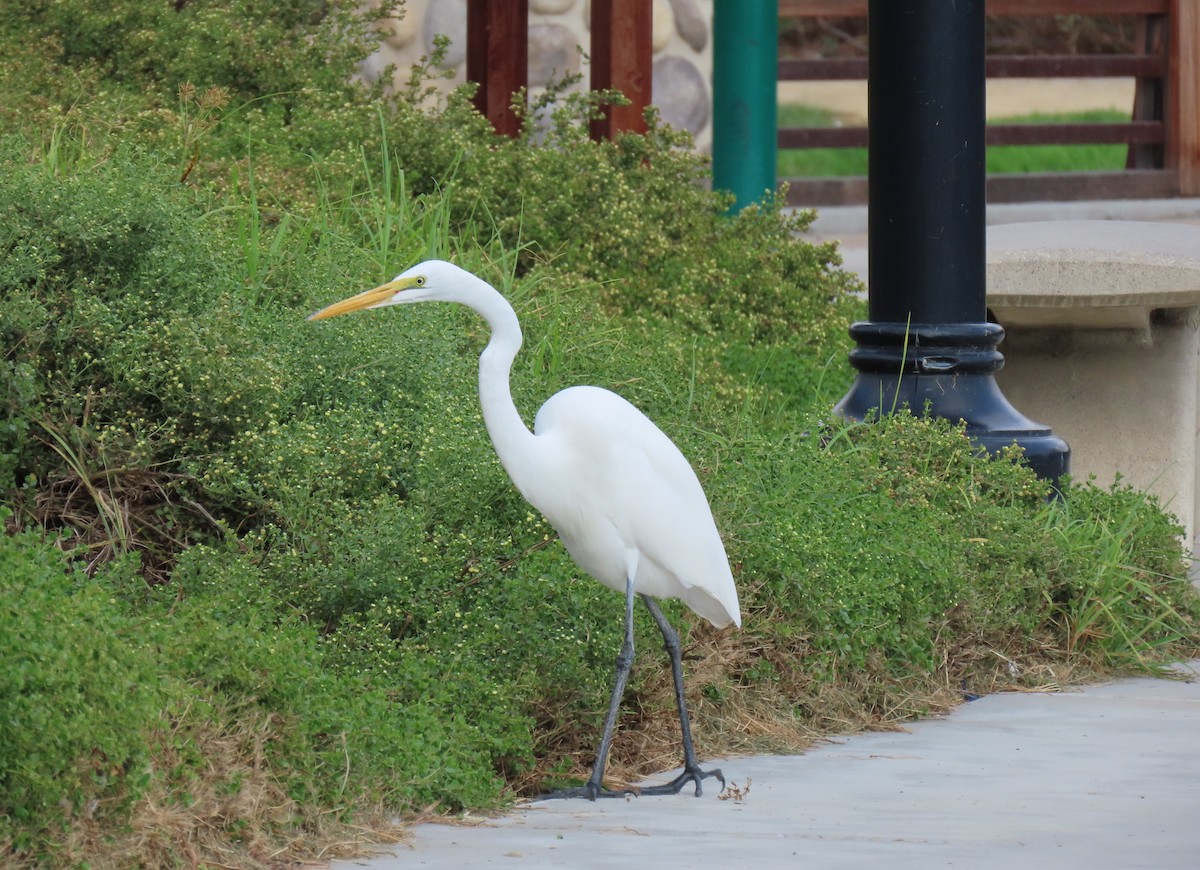 Great Egret - Donna Bray