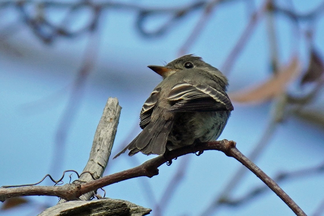 Eastern Wood-Pewee - ML610378357