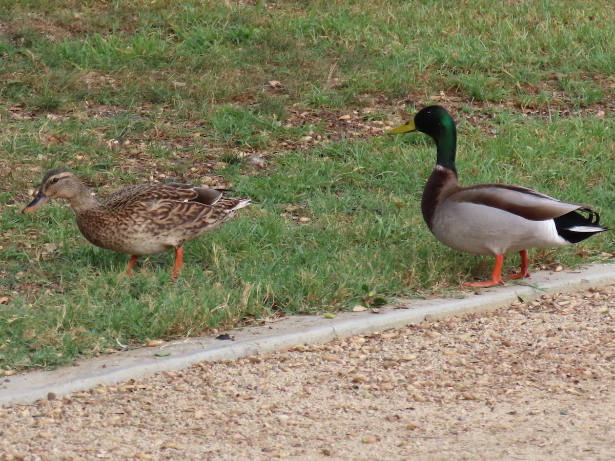 Mallard - ML610378362