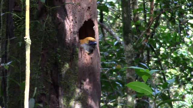 Whitehead's Trogon - ML610378424