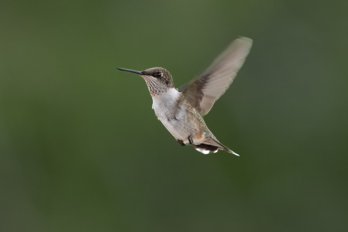 Colibrí Gorjirrubí - ML610378503