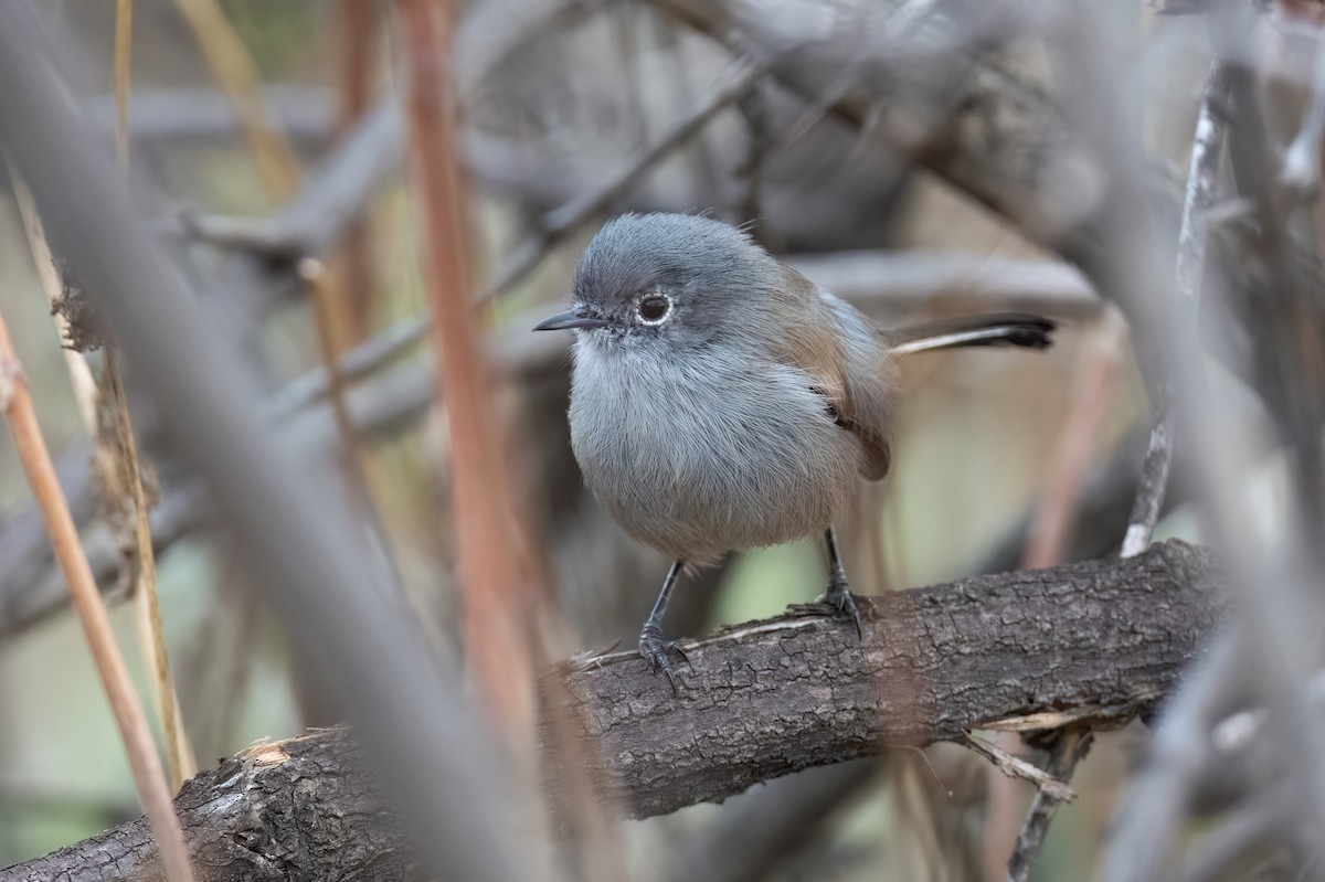 California Gnatcatcher - ML610378563