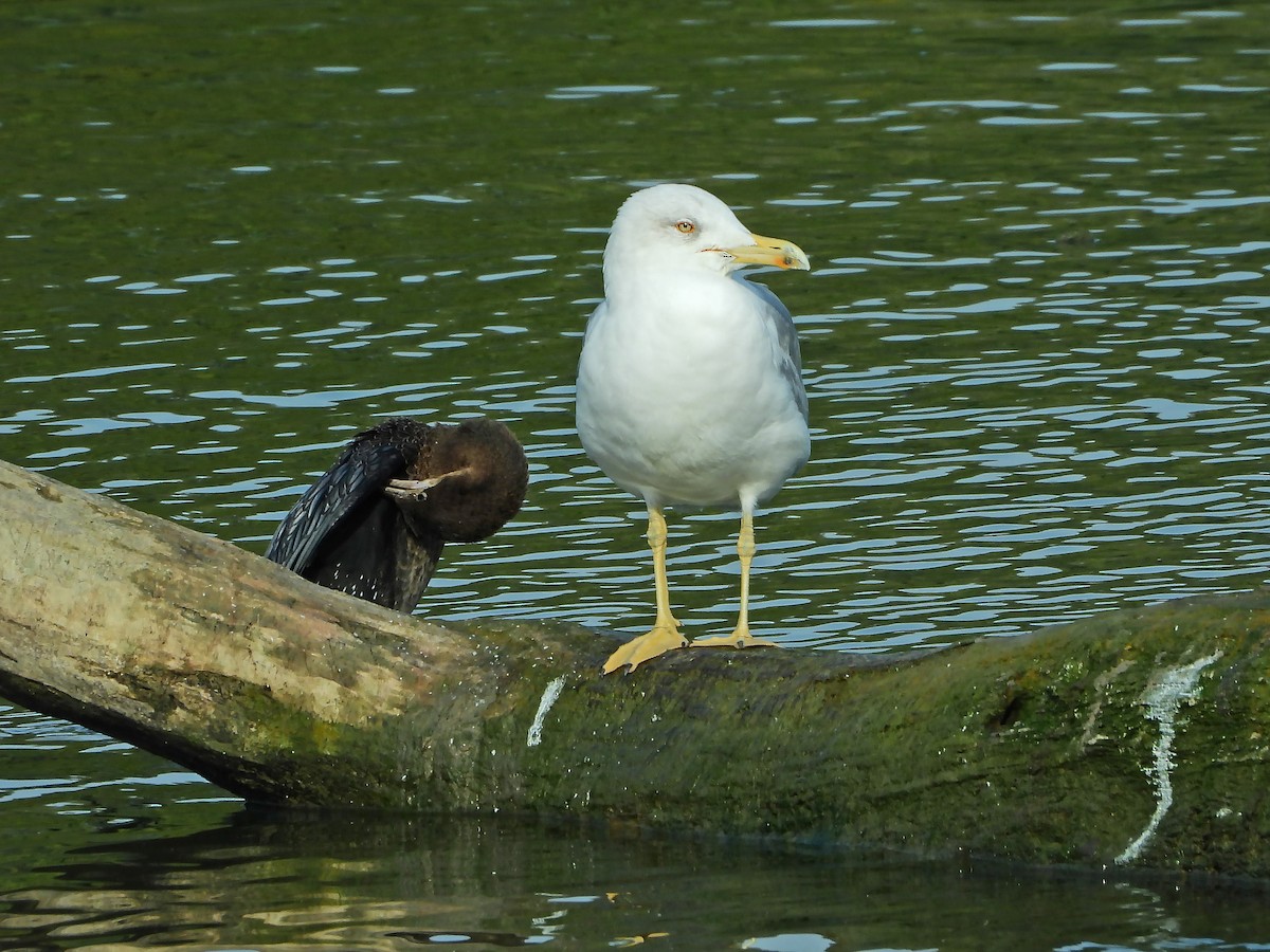 Yellow-legged Gull - Ljubica Bogdanović