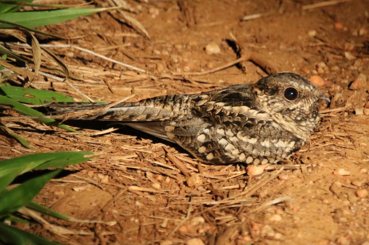 Little Nightjar - ML610378592