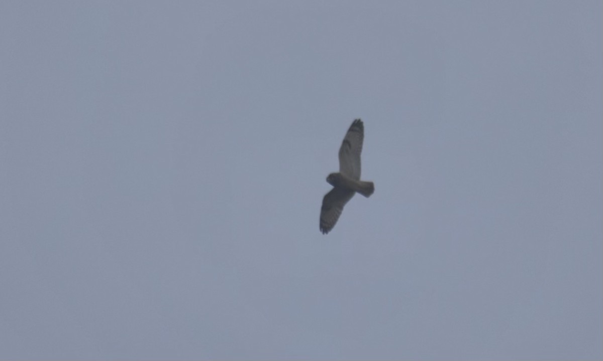 Short-eared Owl - ML610378606