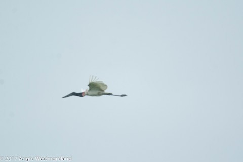 Jabiru d'Amérique - ML610378612