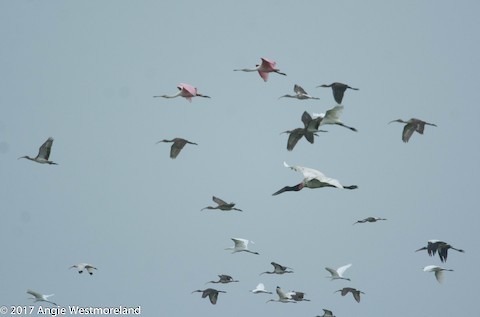 Jabiru d'Amérique - ML610378614