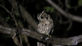  - Balsas Screech-Owl
