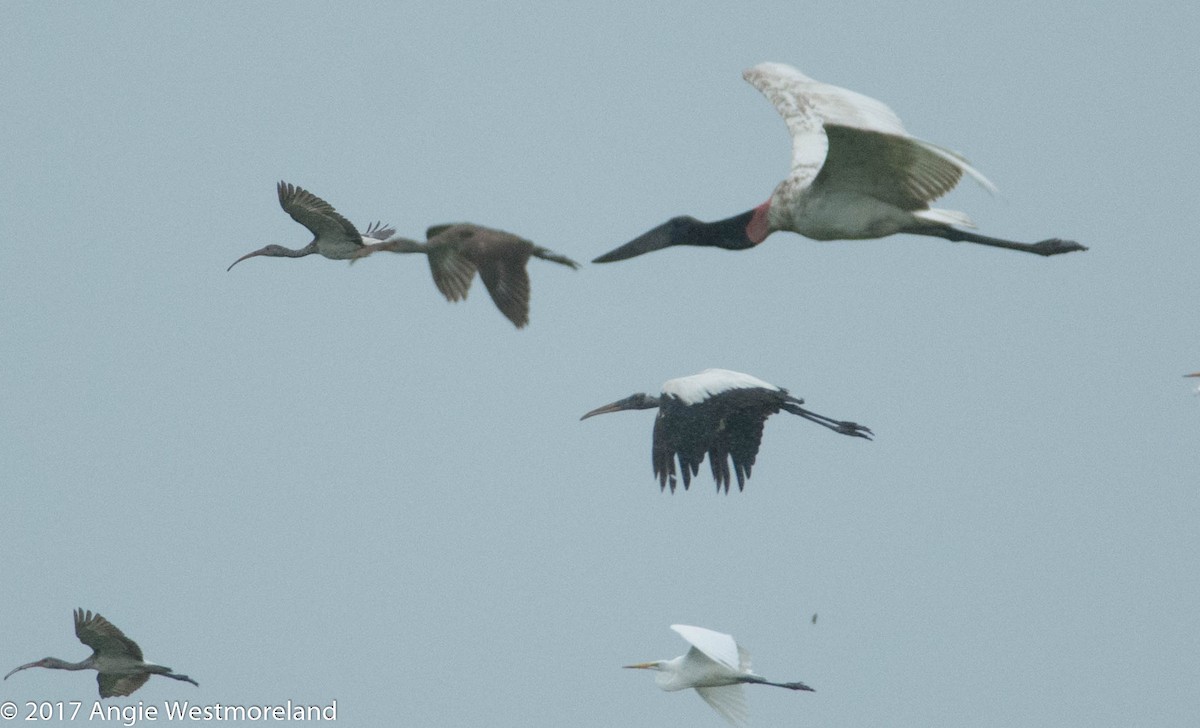 Jabiru d'Amérique - ML610378619