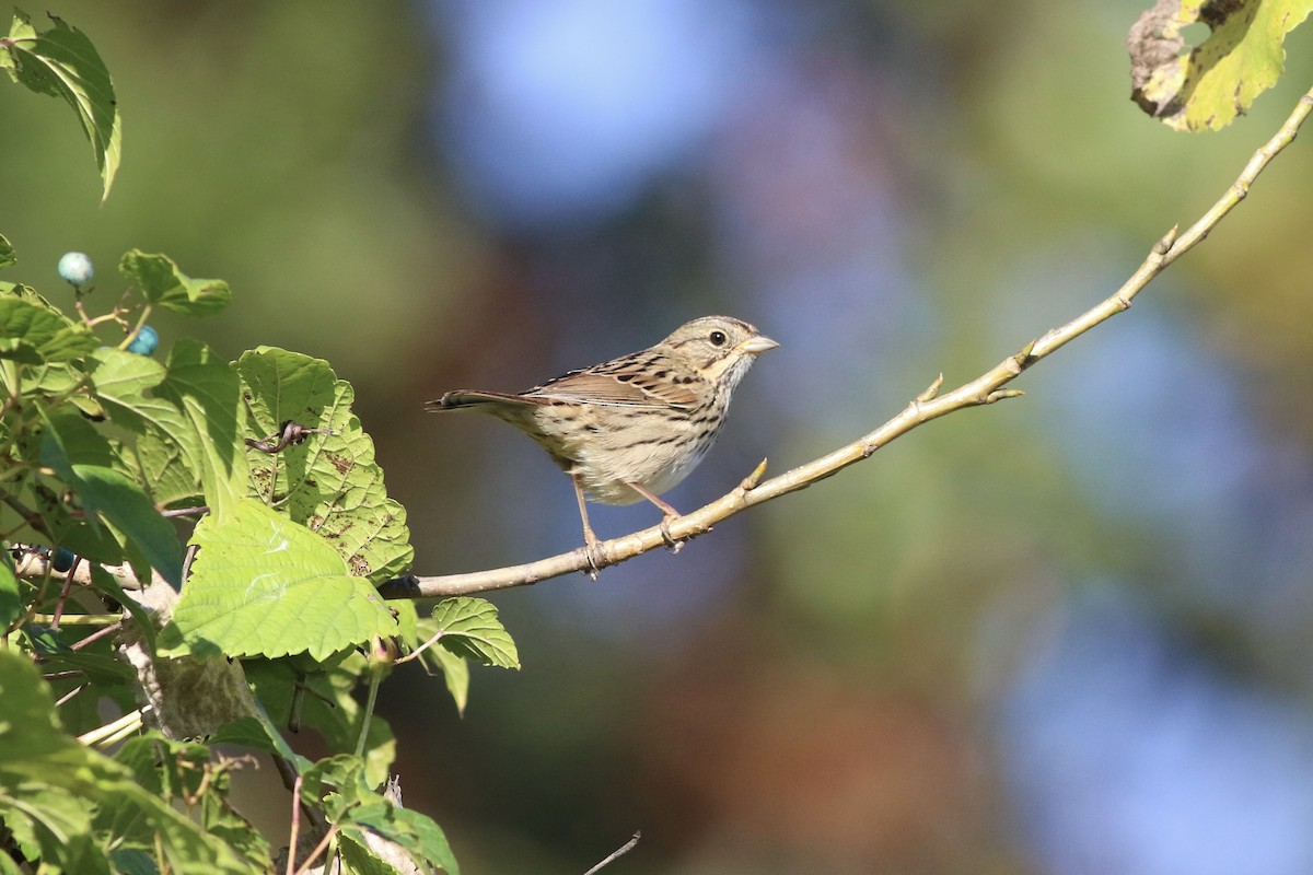 Lincoln's Sparrow - ML610378620