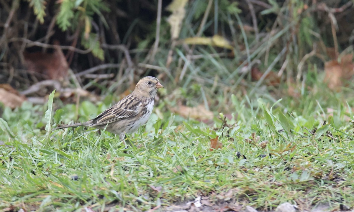 Harris's Sparrow - ML610378624