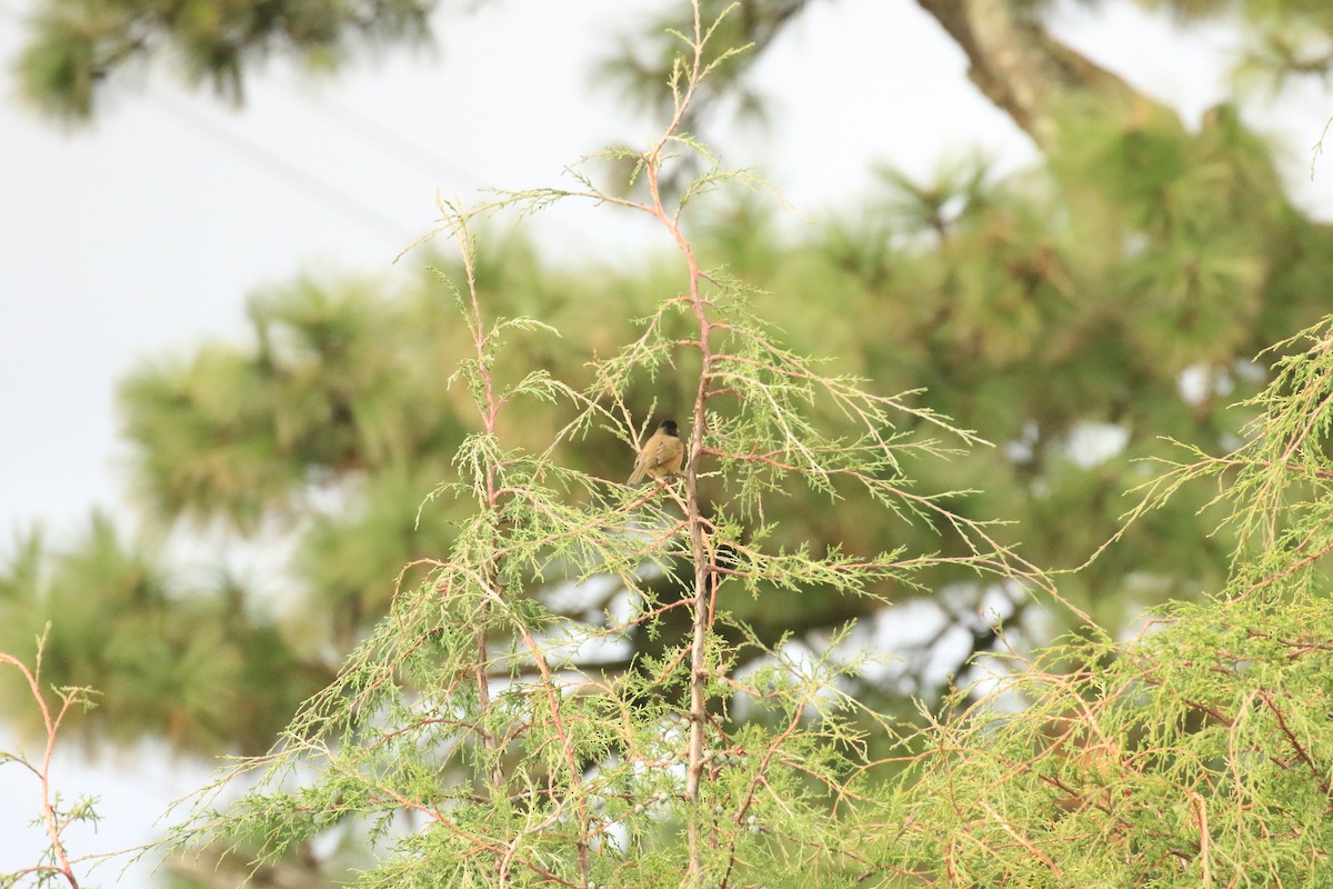 Spotted Towhee (Olive-backed) - Rene Valdes 🦜