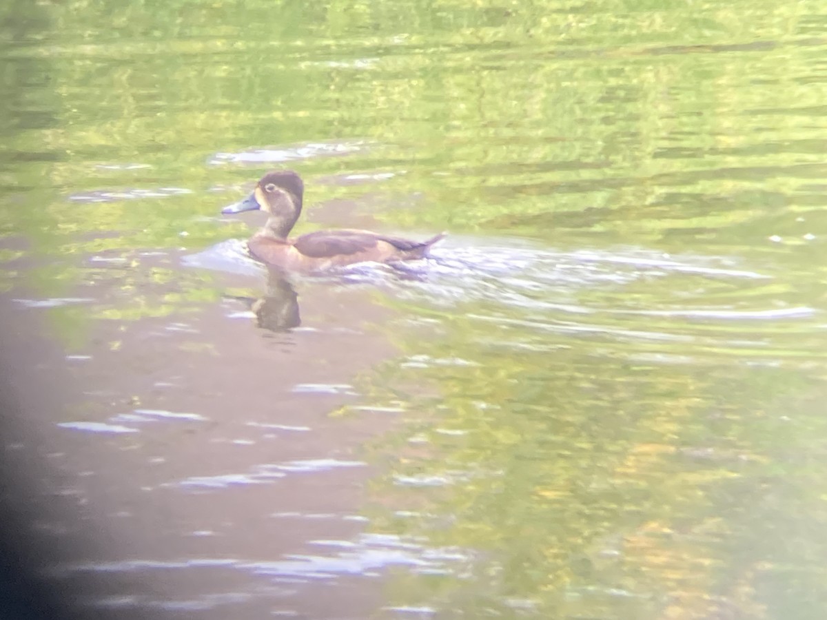 Ring-necked Duck - Ben Hoffmann