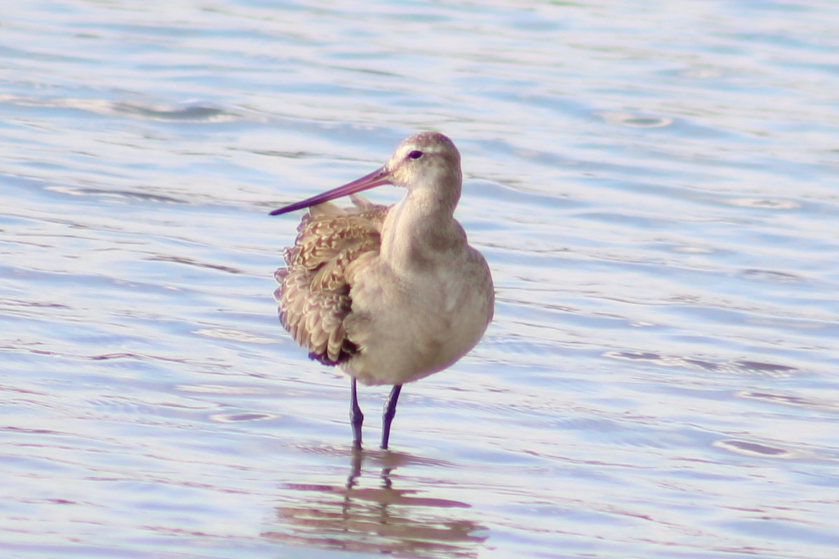 Hudsonian Godwit - Matthew Cozart