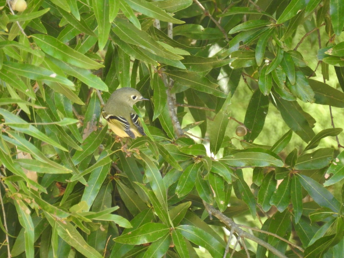 Ruby-crowned Kinglet - Roger Massey