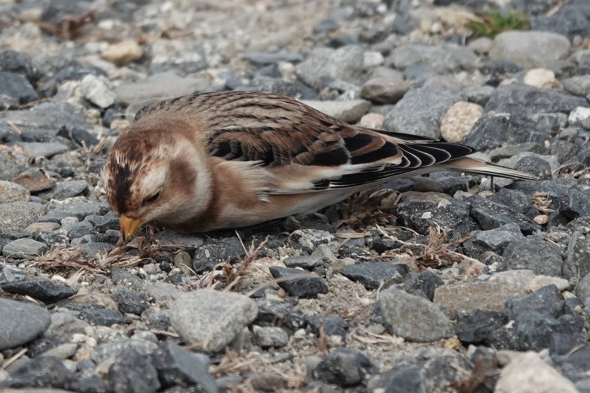 Snow Bunting - ML610378883