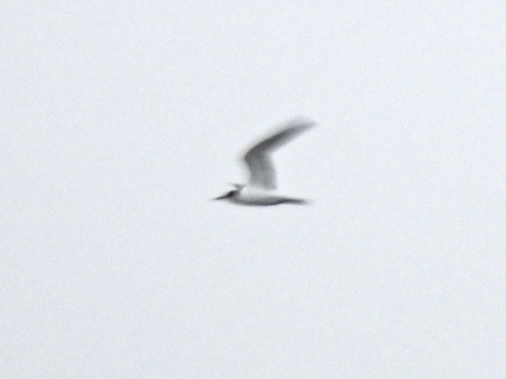 Common Tern - ML610378944