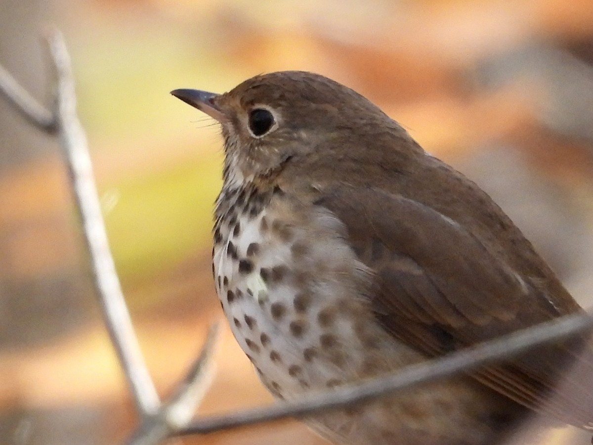 Hermit Thrush - ML610378984