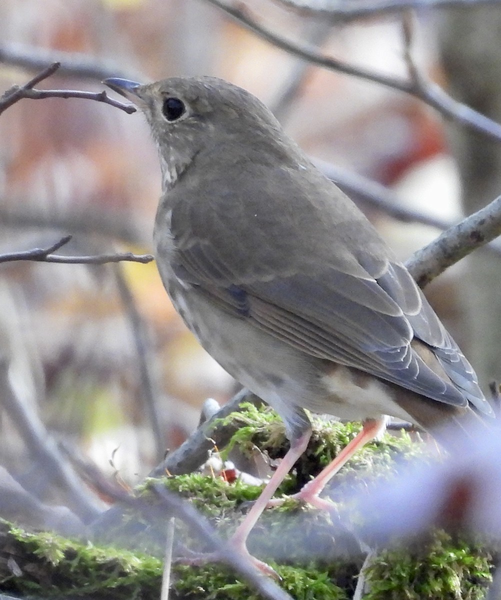 Hermit Thrush - ML610378986