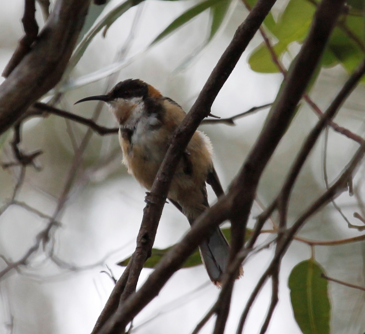 Eastern Spinebill - ML610379047