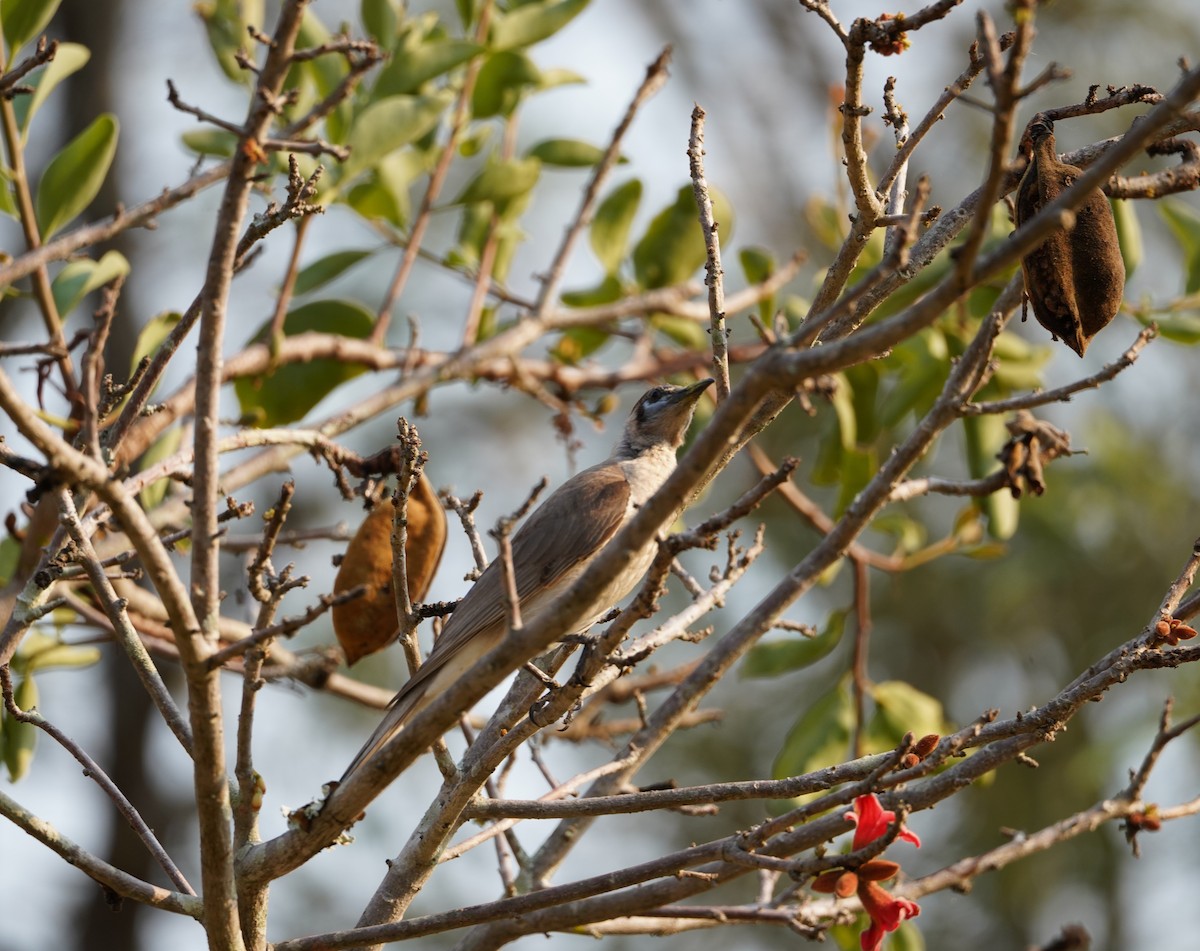 Little Friarbird - ML610379070