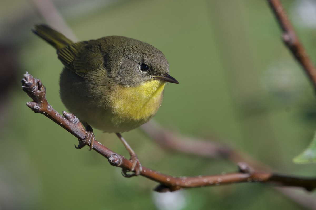 Paruline masquée - ML610379084