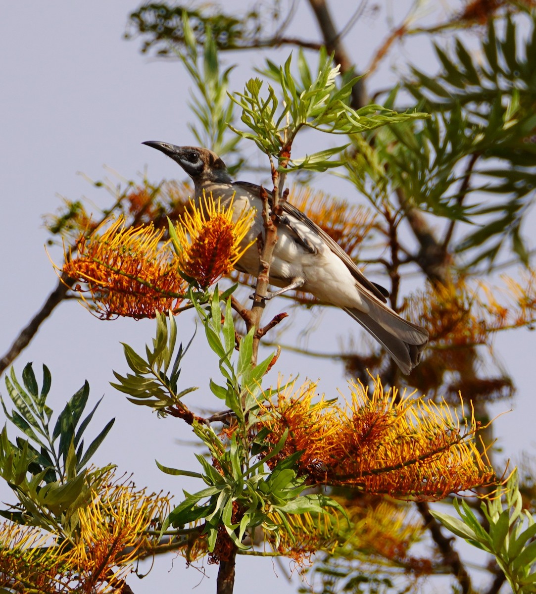 Little Friarbird - ML610379092