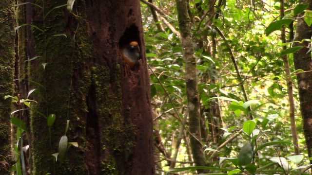 Whitehead's Trogon - ML610379213