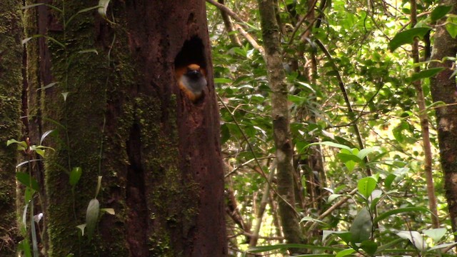 Whitehead's Trogon - ML610379214