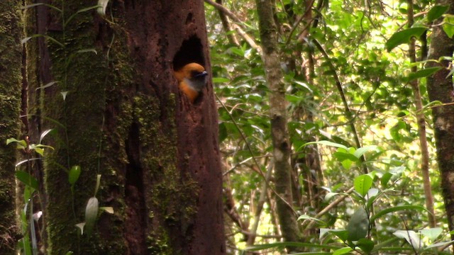 Trogón de Borneo - ML610379216