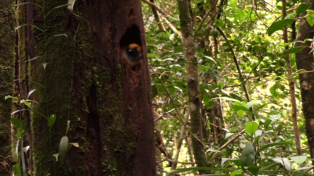 Trogon de Whitehead - ML610379217