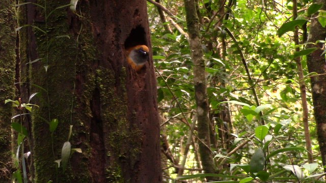 Trogon de Whitehead - ML610379218