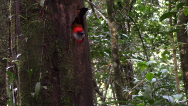 Whitehead's Trogon - ML610379226