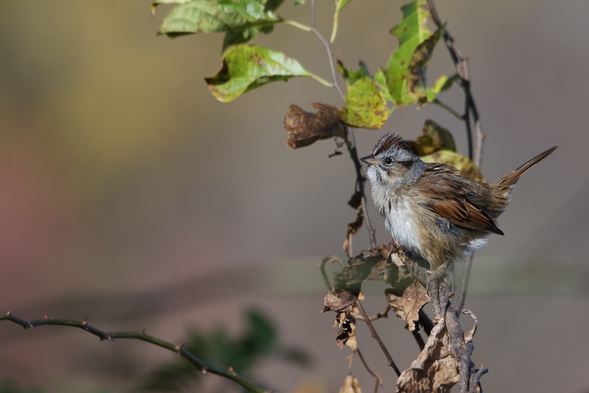 Swamp Sparrow - ML610379250