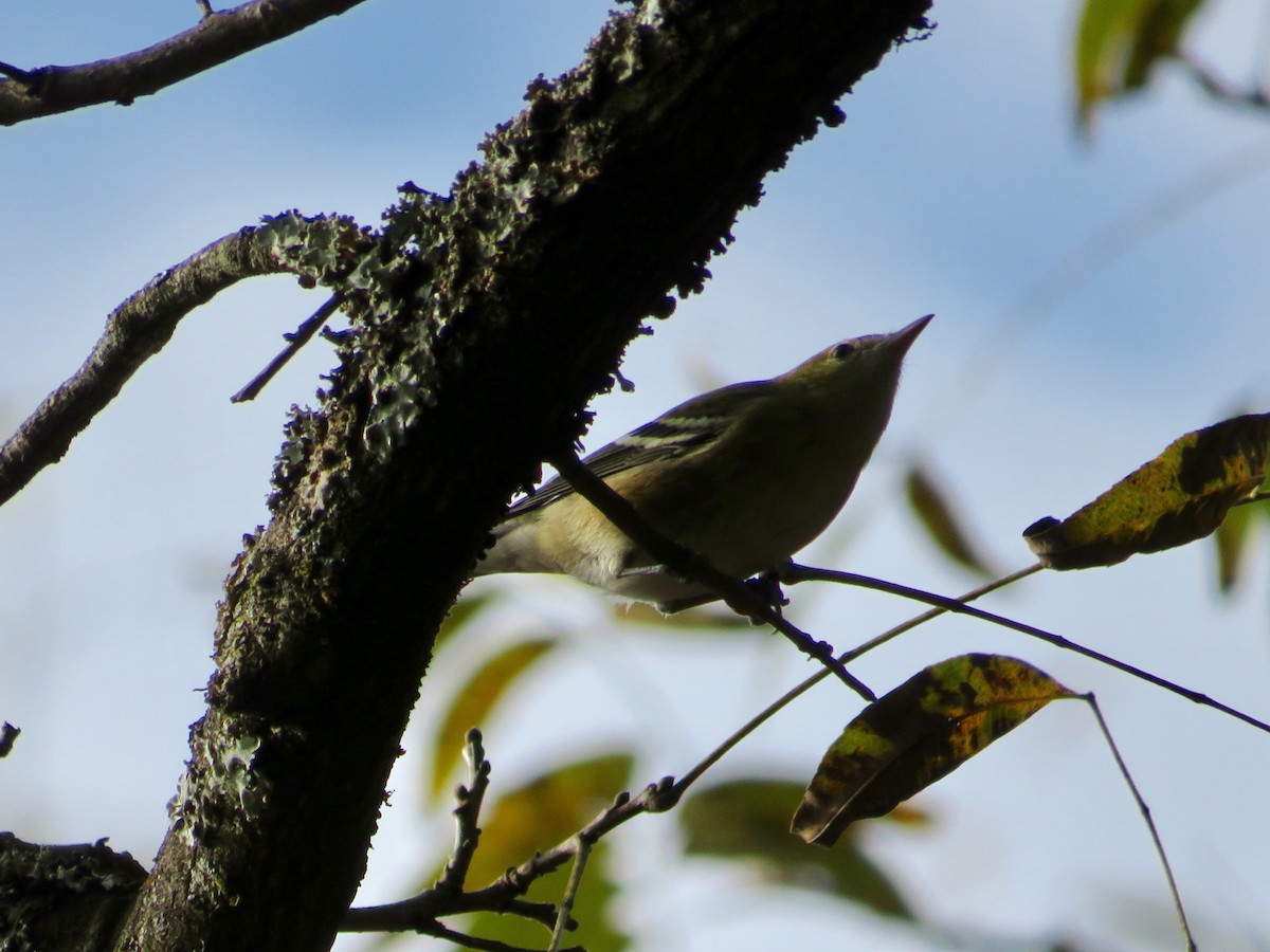 Bay-breasted Warbler - Anne Thompson