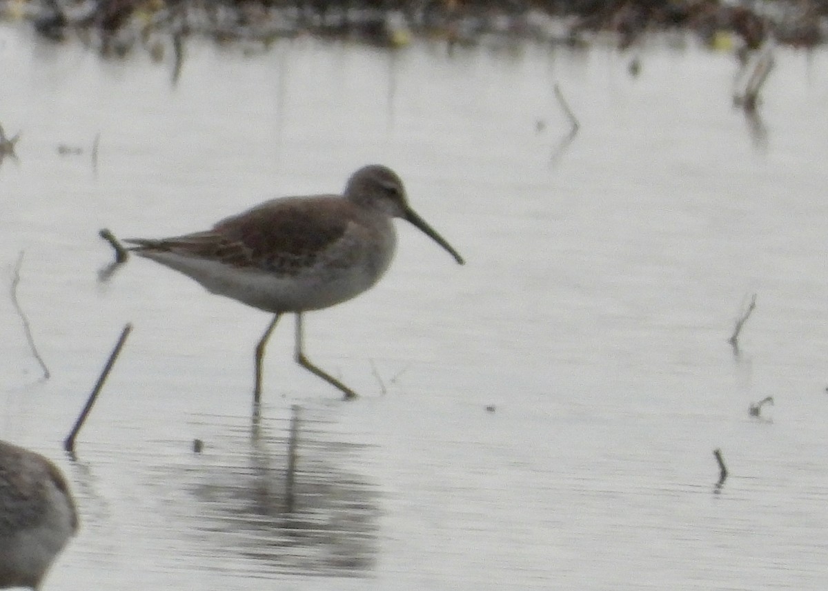 Stilt Sandpiper - Cindy  Ward