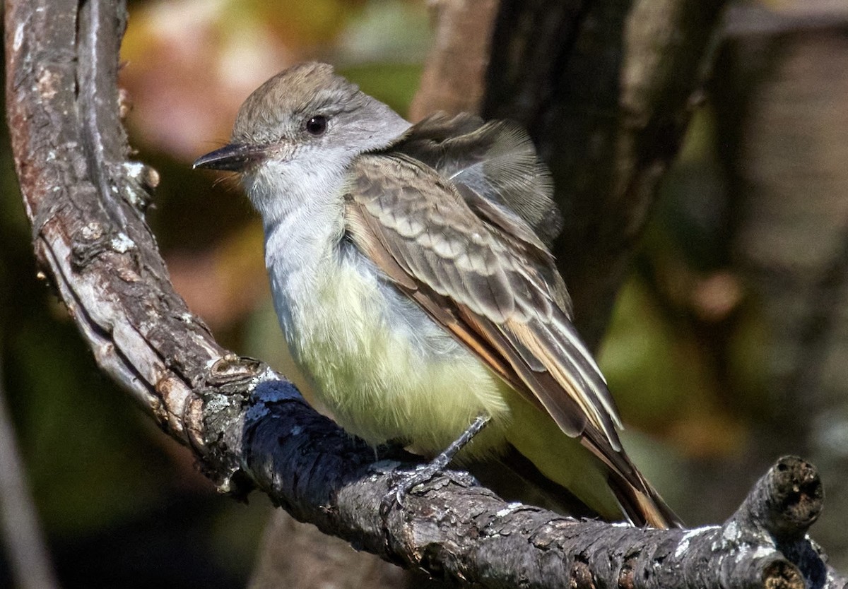 Ash-throated Flycatcher - ML610379462