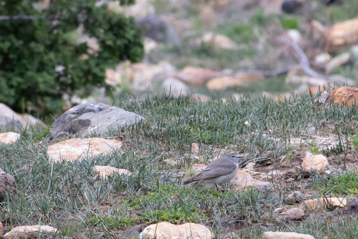 Ochre-naped Ground-Tyrant - Pedro Burgos Villaseca