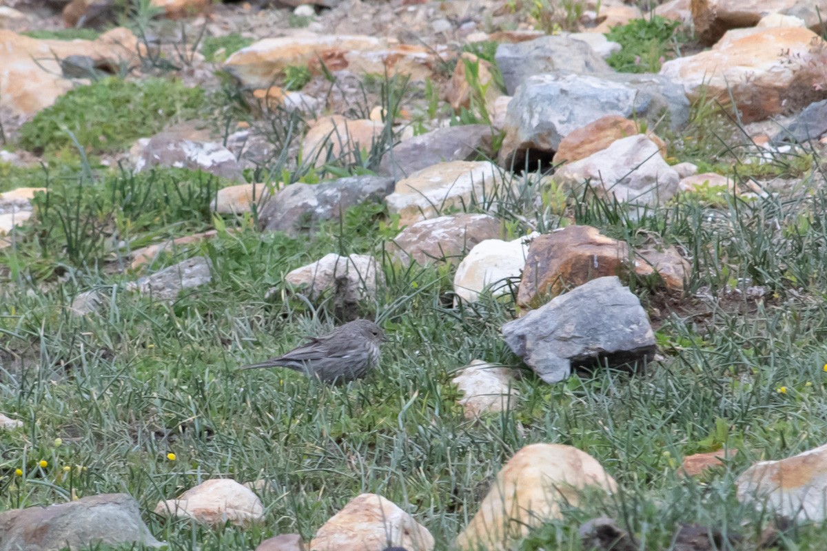 Plumbeous Sierra Finch - ML610379483