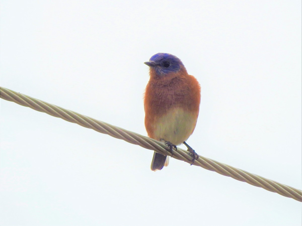 Eastern Bluebird - ML610379507