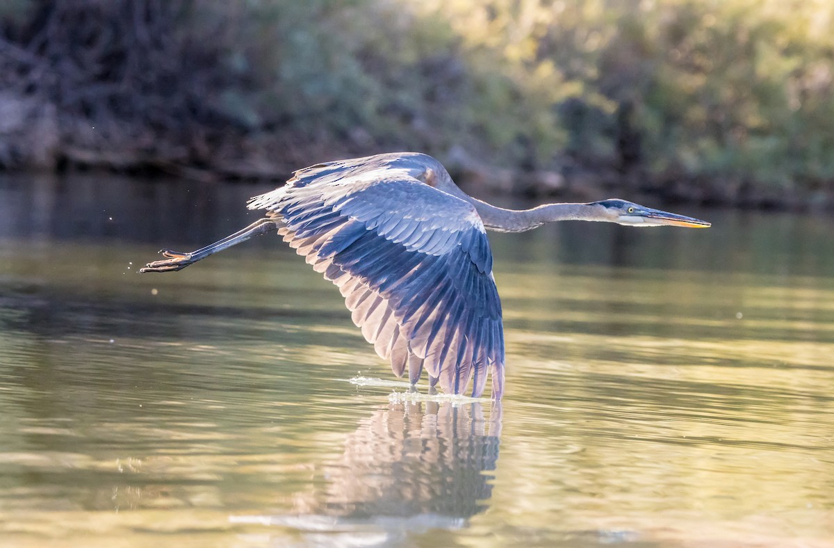 Great Blue Heron - ML610379573