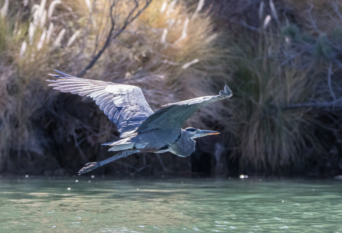 Great Blue Heron - ML610379589