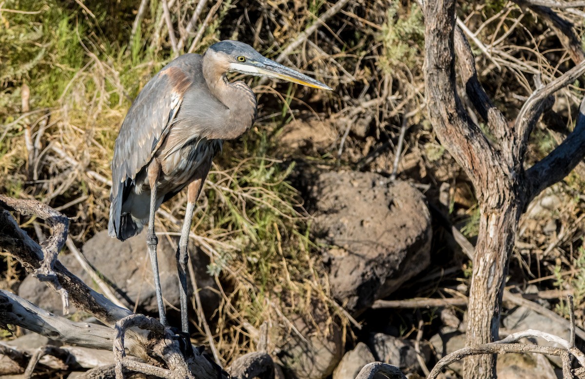 Great Blue Heron - ML610379590