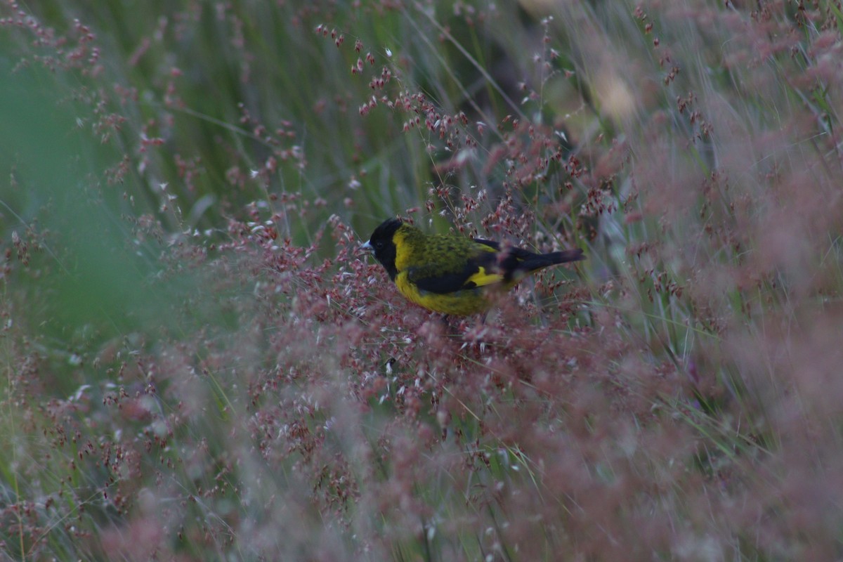 Black-headed Siskin - ML610379707