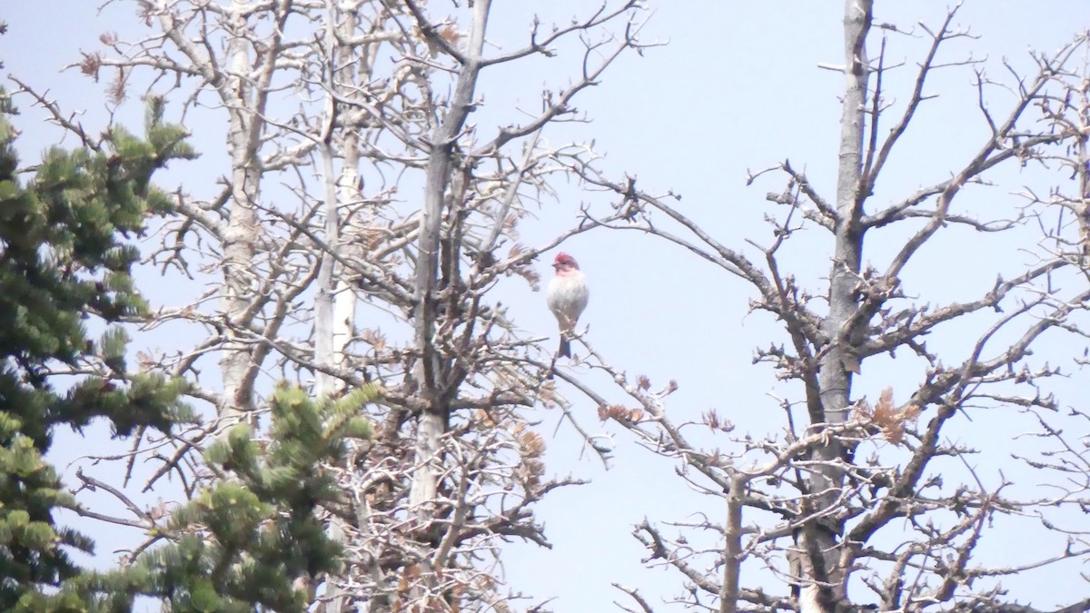 Cassin's Finch - ML610379713