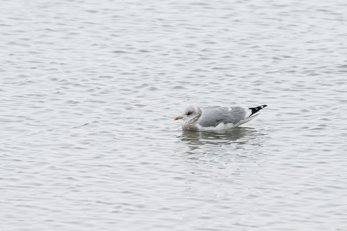 Short-billed Gull - ML610379789