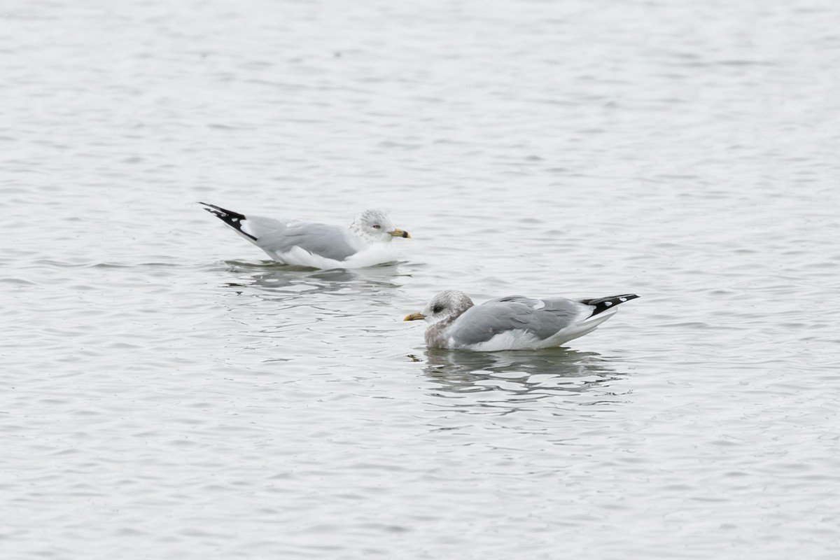 Short-billed Gull - ML610379800