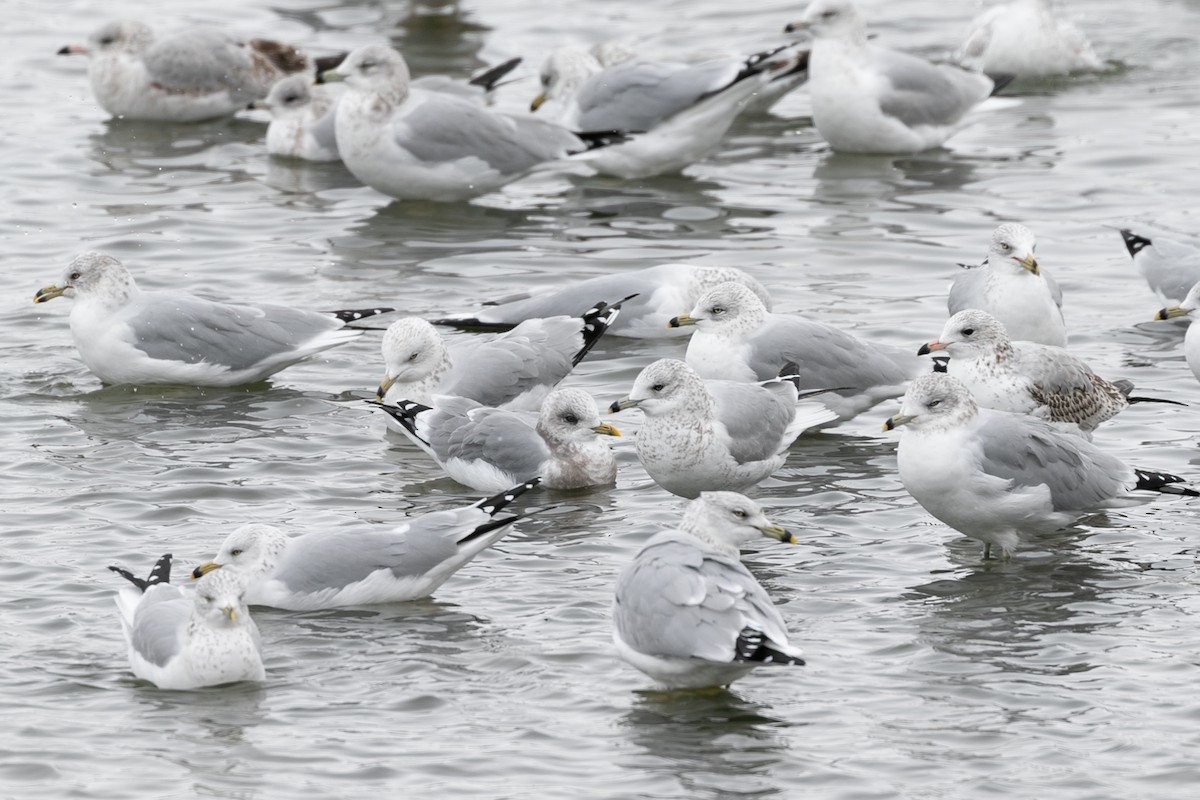 Short-billed Gull - ML610379801