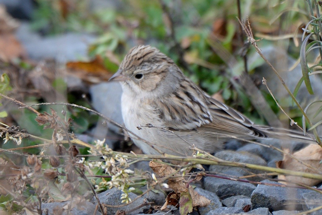 Brewer's Sparrow - Allan Gilbert